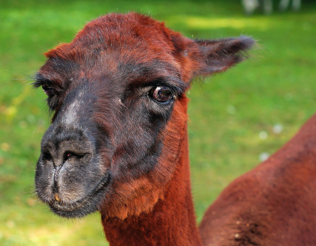 alpaca pako red brown free photo
