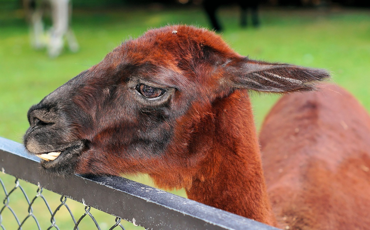 alpaca fur wool free photo