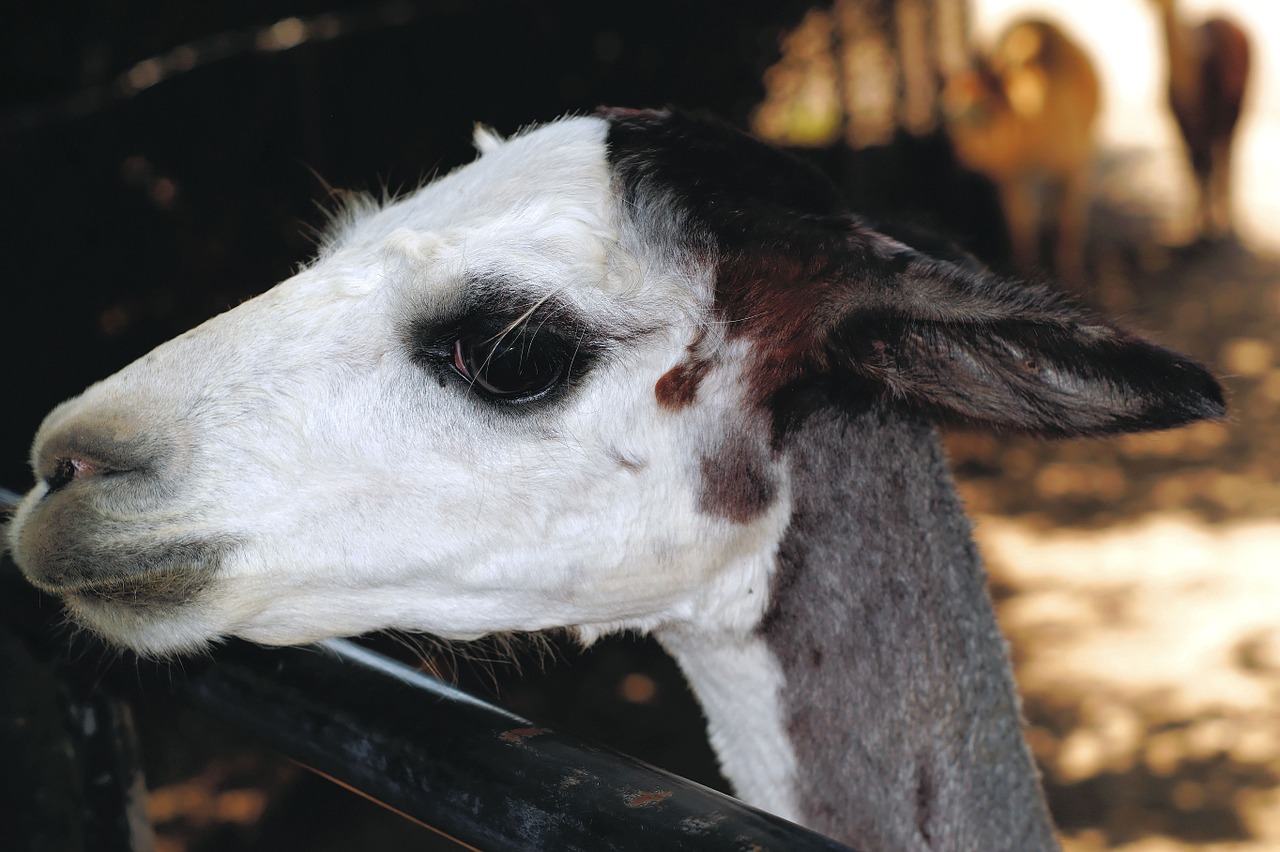 alpaca face furry free photo