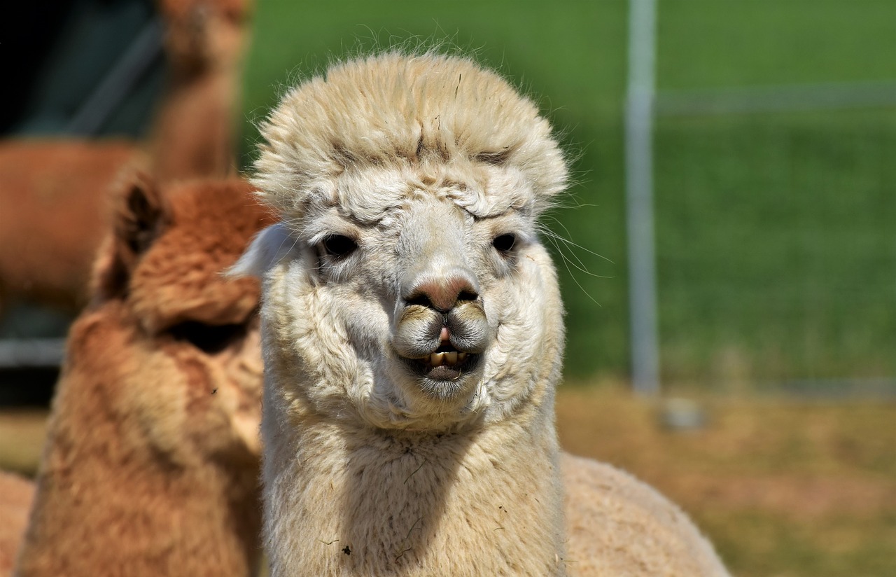 alpaca  camel  furry free photo