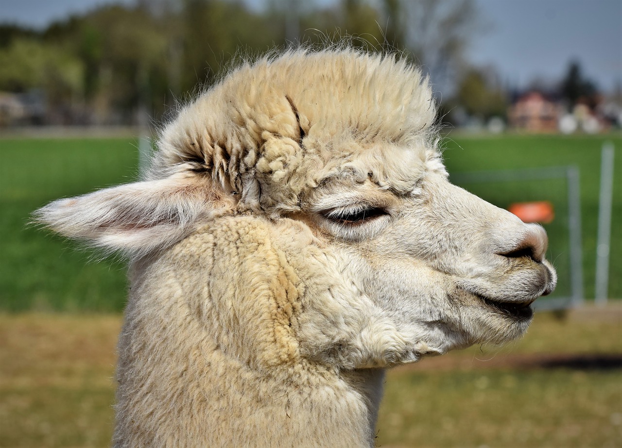 alpaca  camel  furry free photo