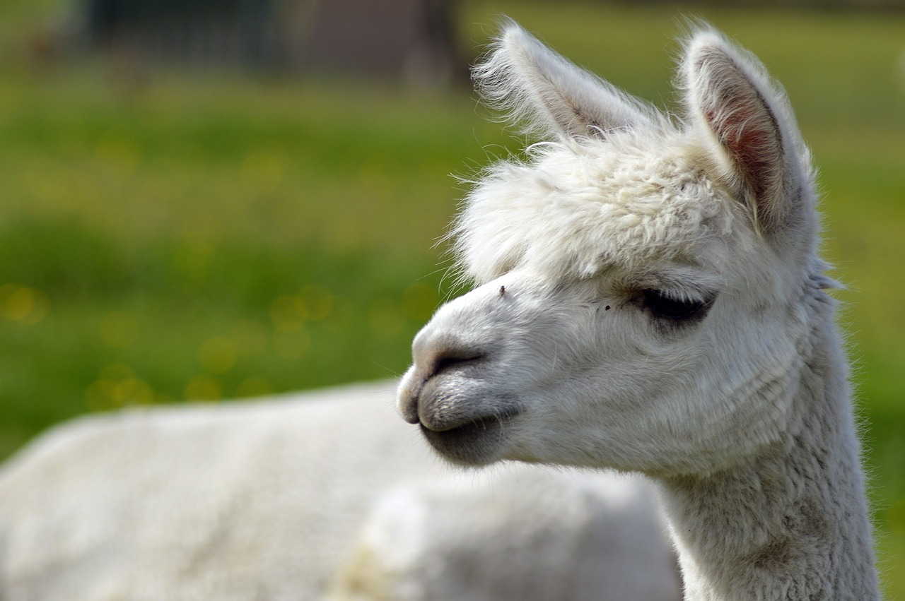 alpaca farm wool free photo
