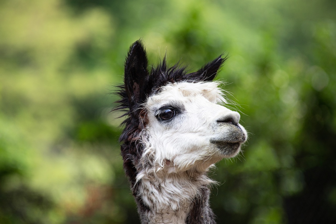 alpaca  mammal  animal free photo