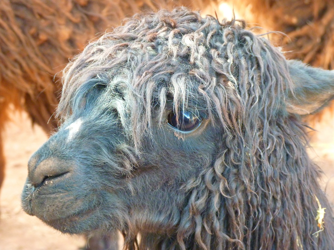 alpaca lama animal free photo