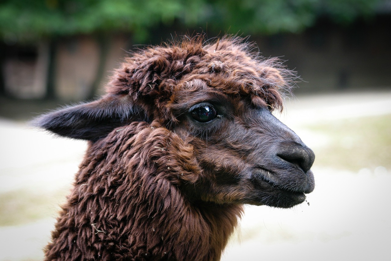 alpaca animal nature free photo