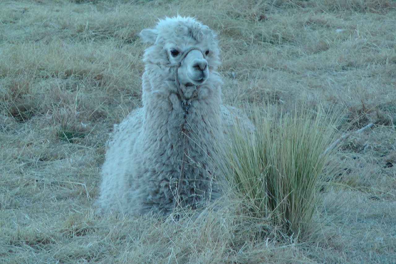 alpaca andean camelid camelid free photo