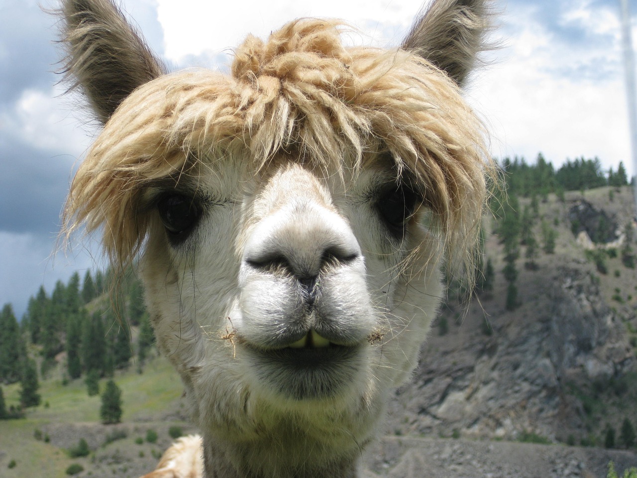 alpaca animal lama free photo