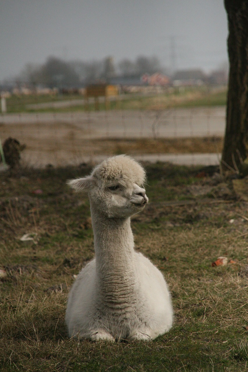 alpaca sweet animal free photo