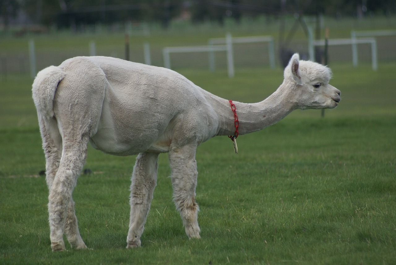 alpaca alpaca farm central oregon free photo