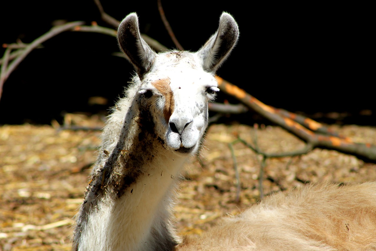 alpaca llama lama free photo
