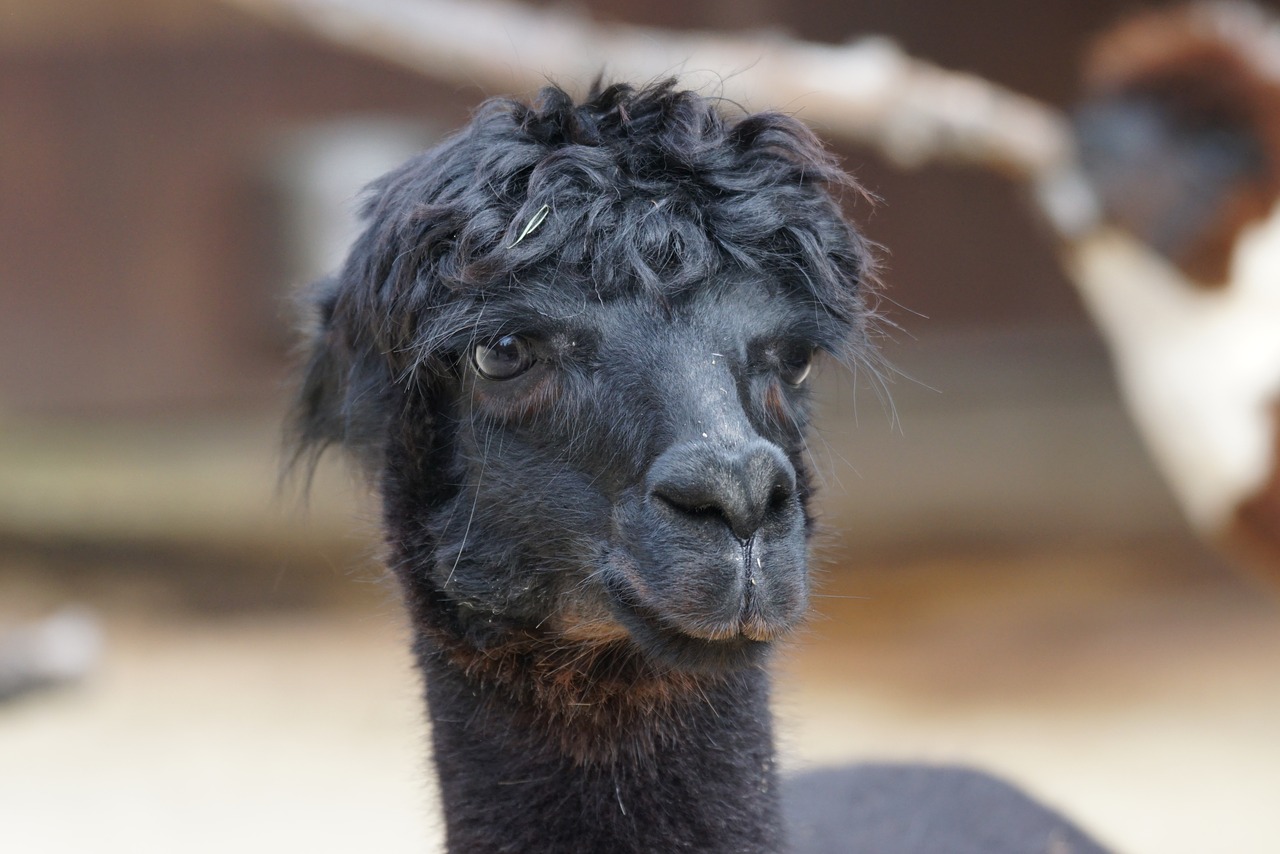 alpaca andes wool free photo