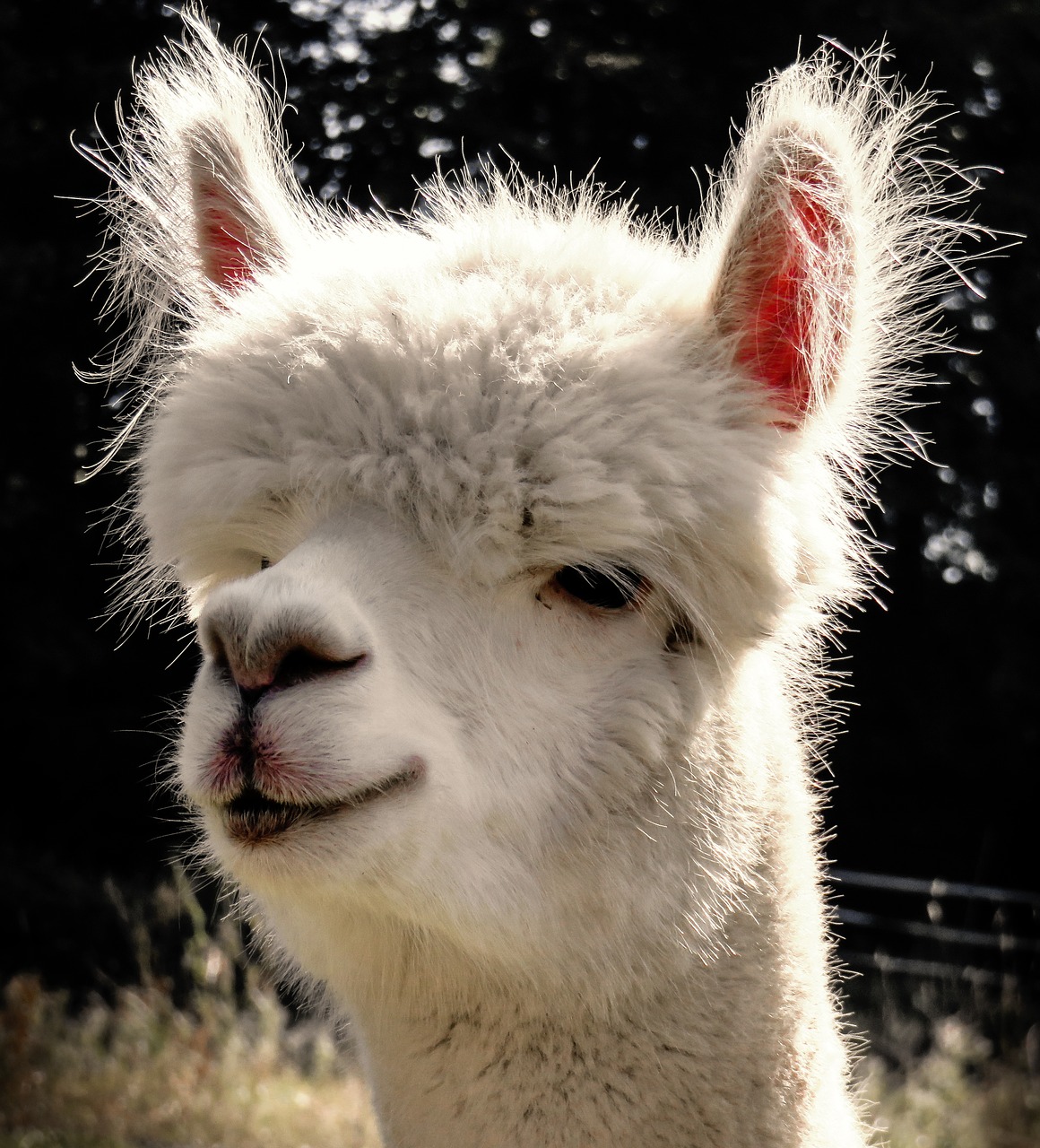 alpaca head animal free photo