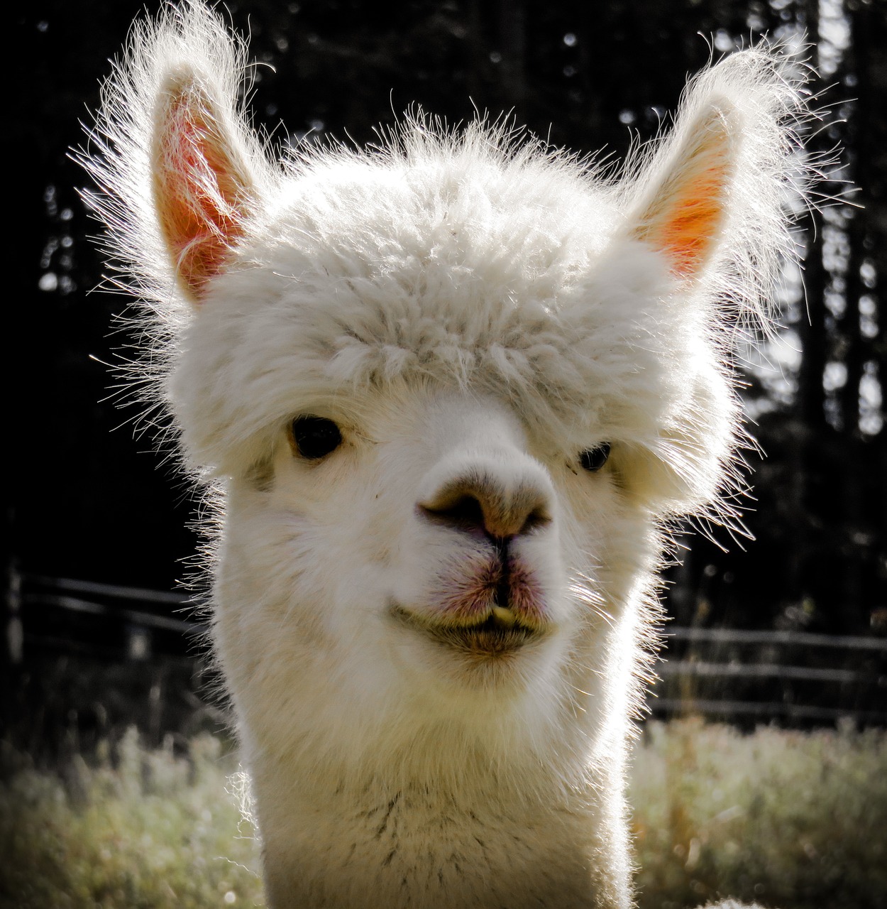 alpaca head animal free photo