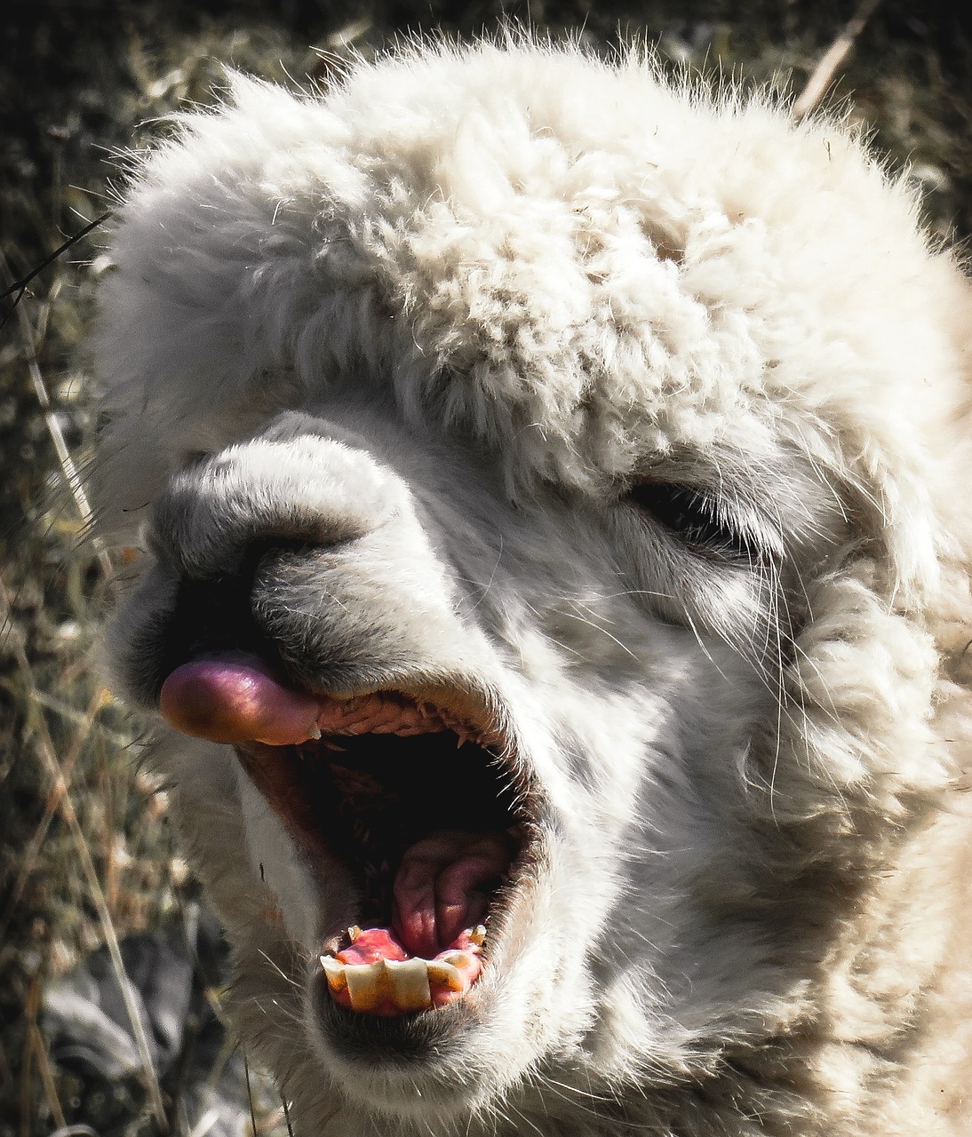 alpaca head animal free photo