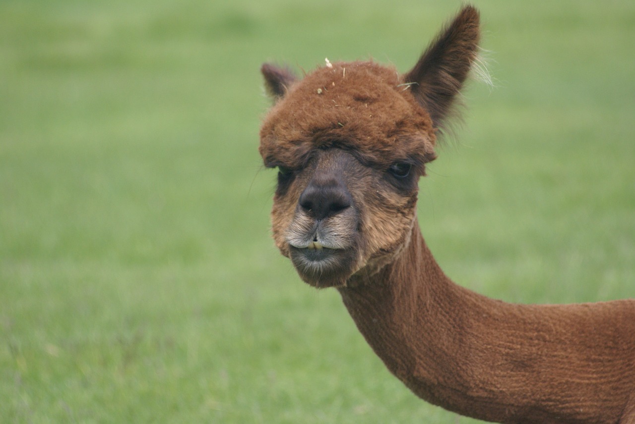 alpaca face alpaca farm redmond oregon free photo