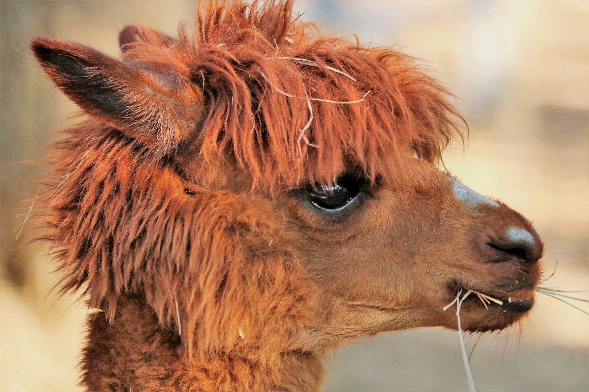 Download free photo of Nature,animals,alpaca,red,red hair - from 