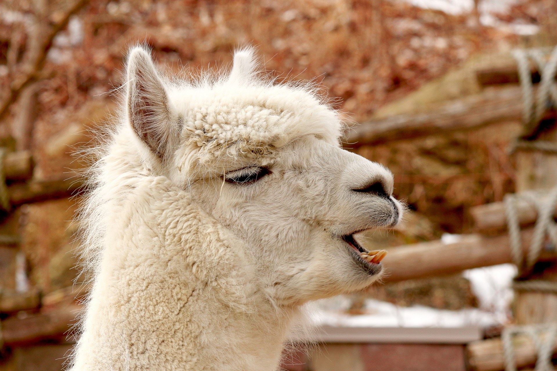 alpaca animal camelid free photo