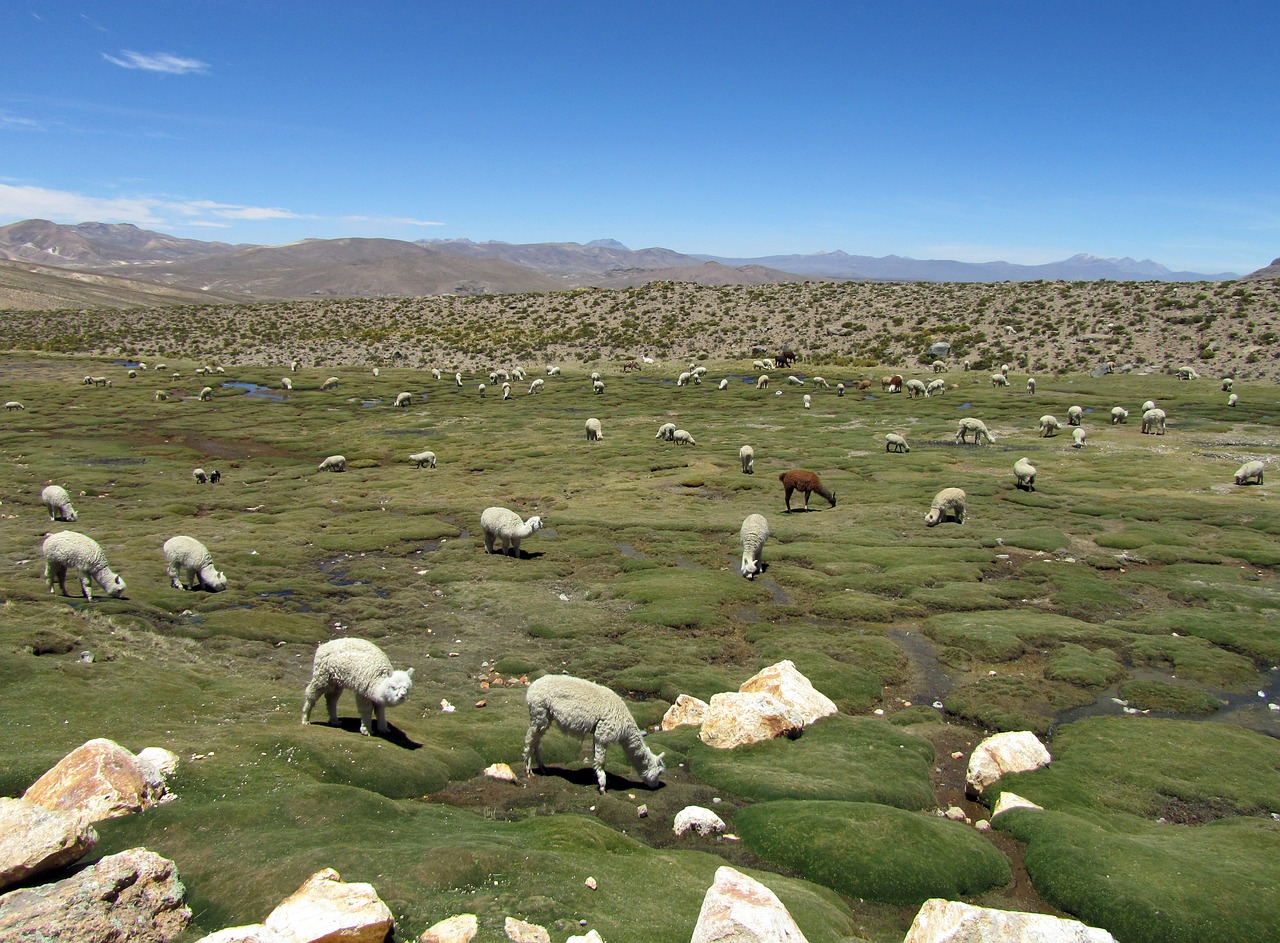 alpacas camelids andes free photo