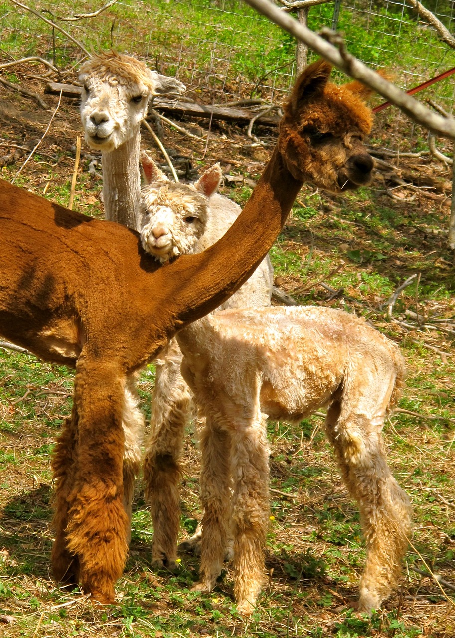 alpacas fleece fiber free photo