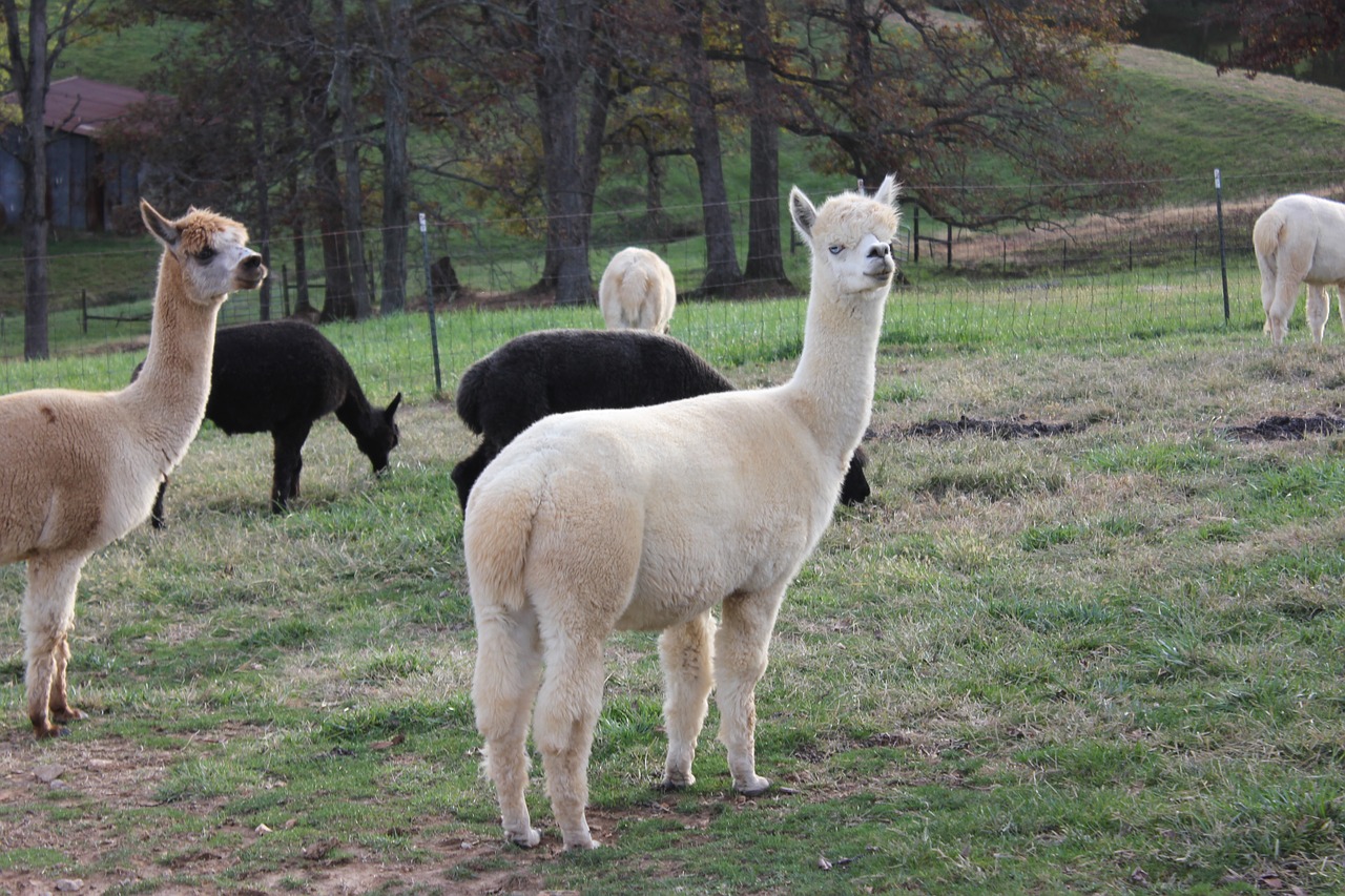 alpacas alpaca animal free photo