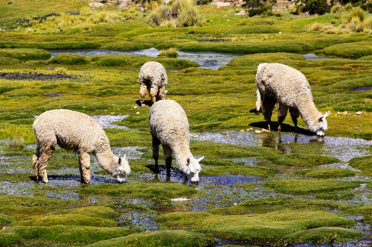 alpacas  flock  altiplano free photo