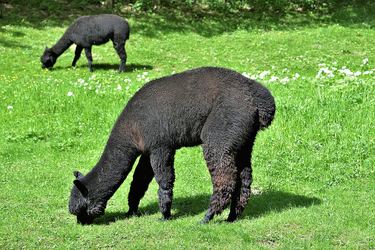 alpacas  grazing  black free photo