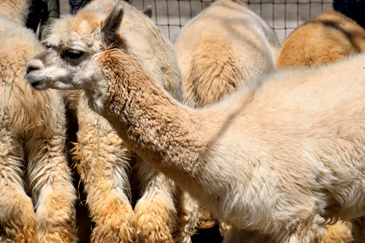 alpacas  animal  cute free photo