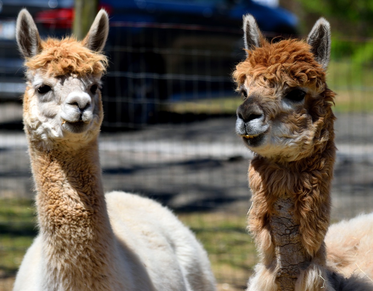 alpacas  animal  cute free photo