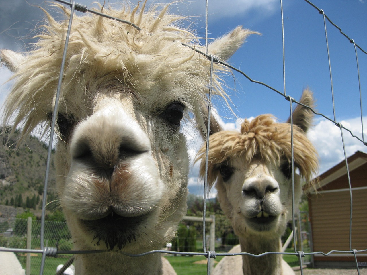 alpacas animals head free photo