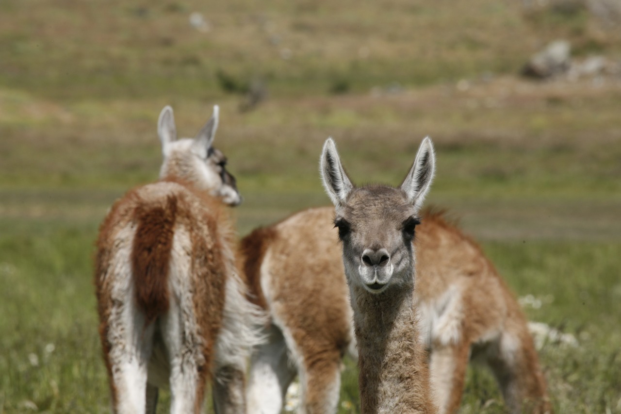alpacas animal south america free photo