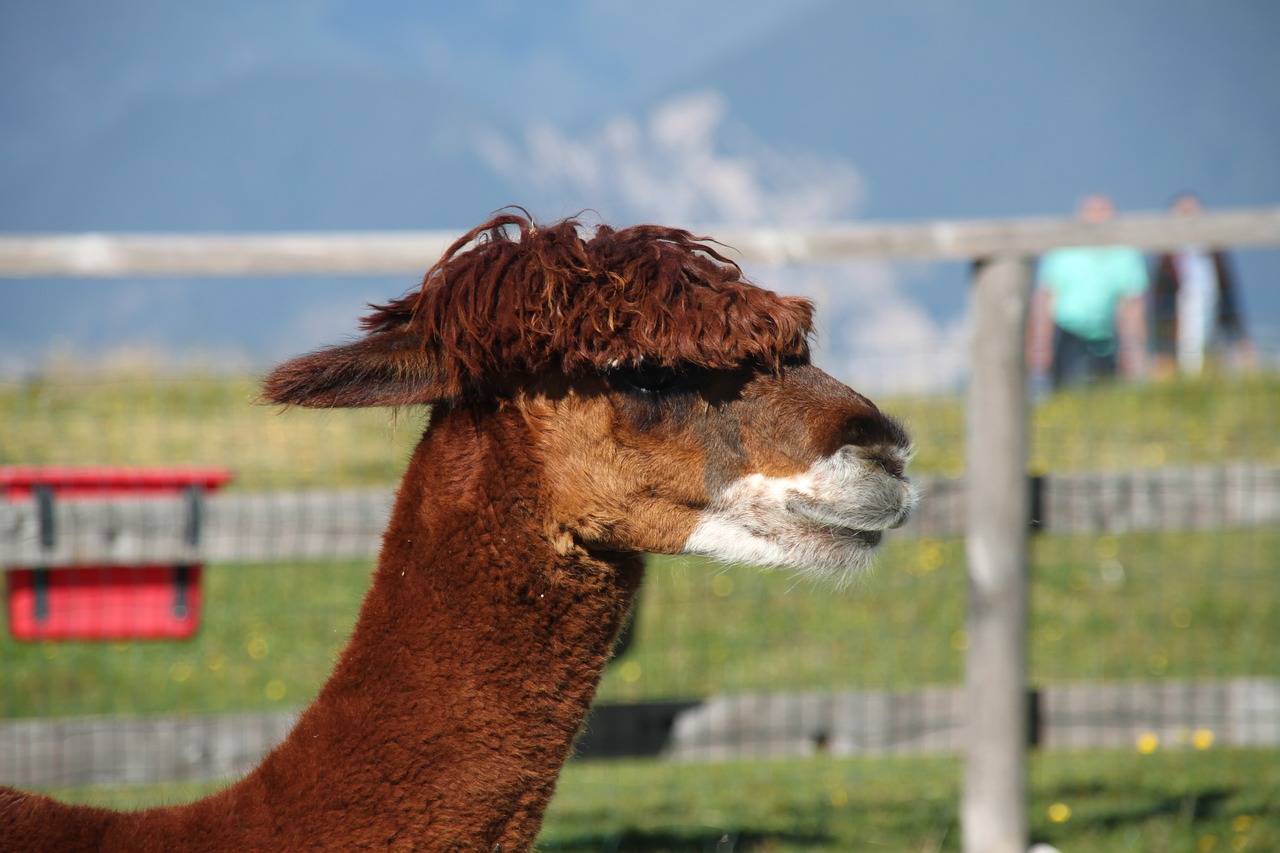 alpaka  animal  monte baldo free photo