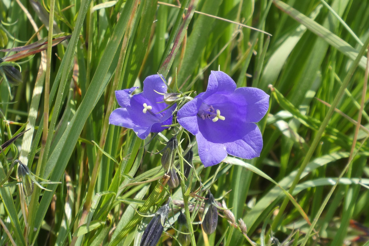 alpenklokje  flowers  alpine free photo