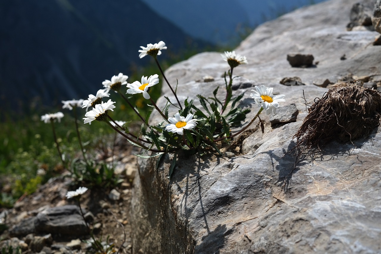 alpenmargerite flower flowers free photo