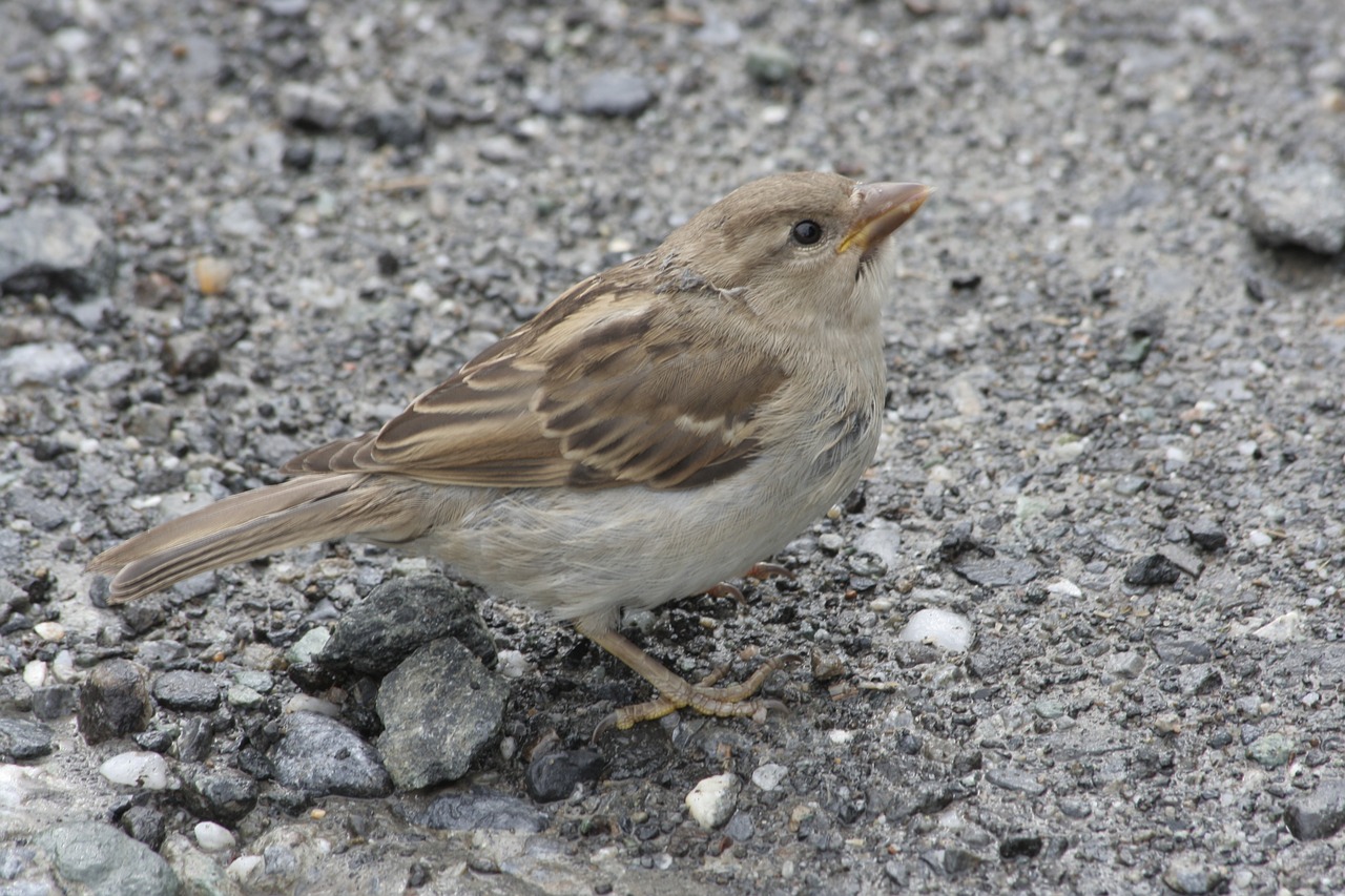 alpenmus birds austria free photo