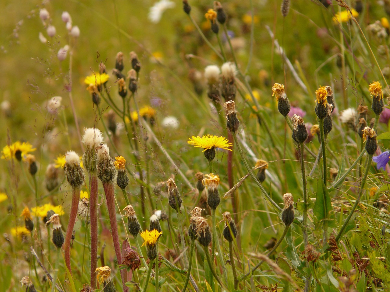 alphabet meadow berg hawksbeard free photo