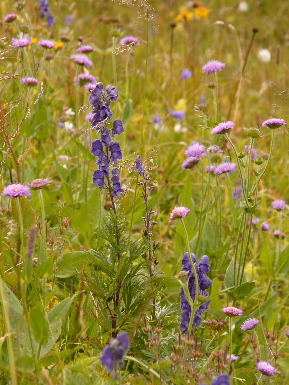 alphabet meadow flowers free photo