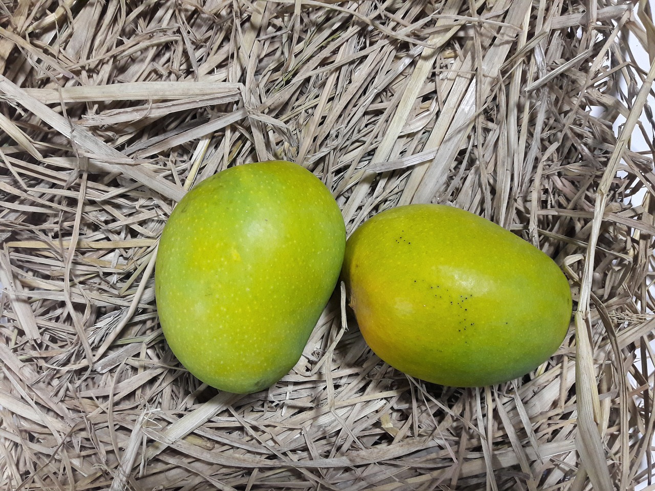 alphonso alfonso mangoes free photo