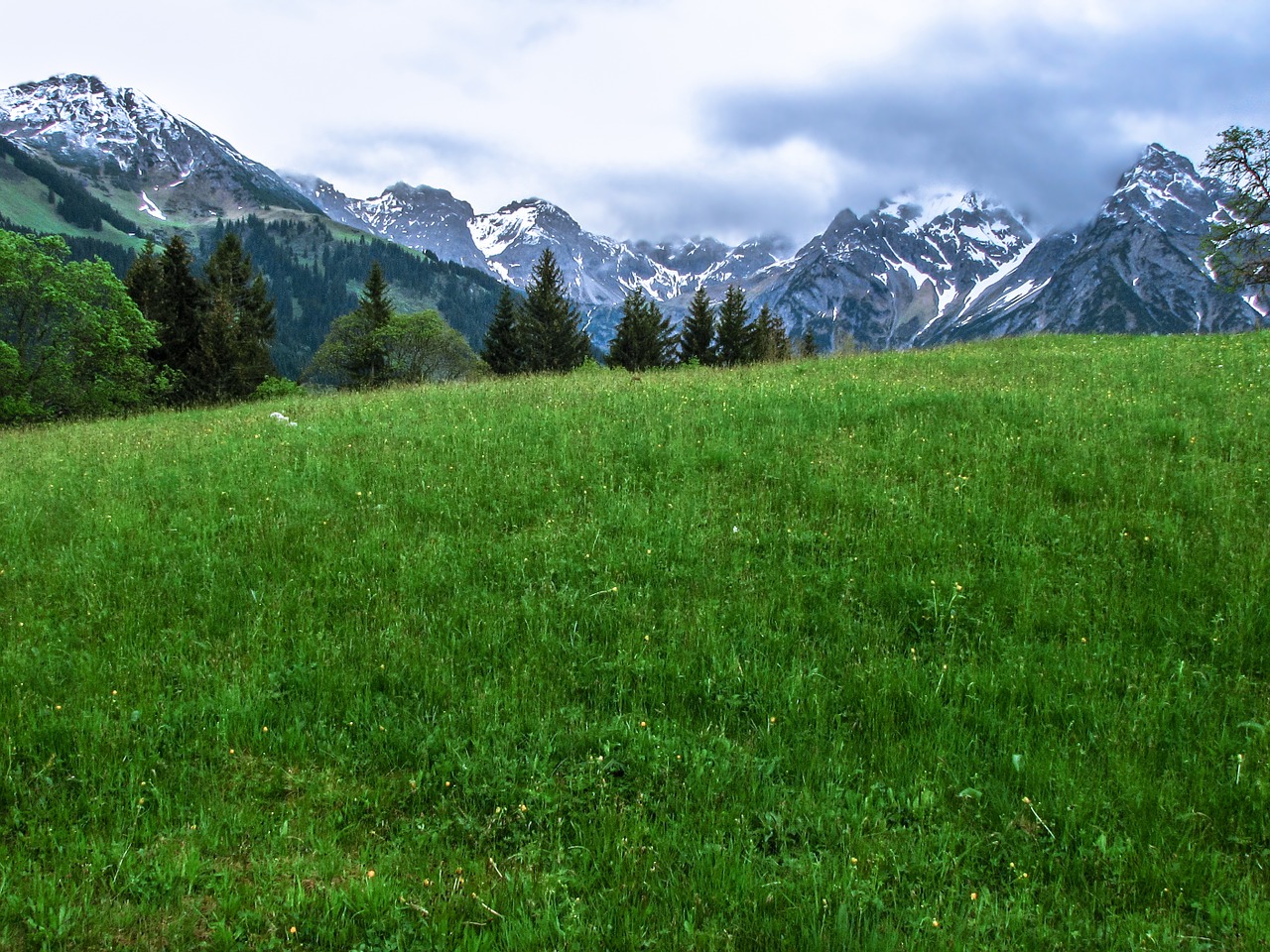 alpine flower meadow mountains free photo