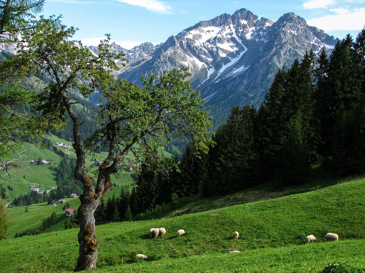 alpine kleinwalsertal alm free photo
