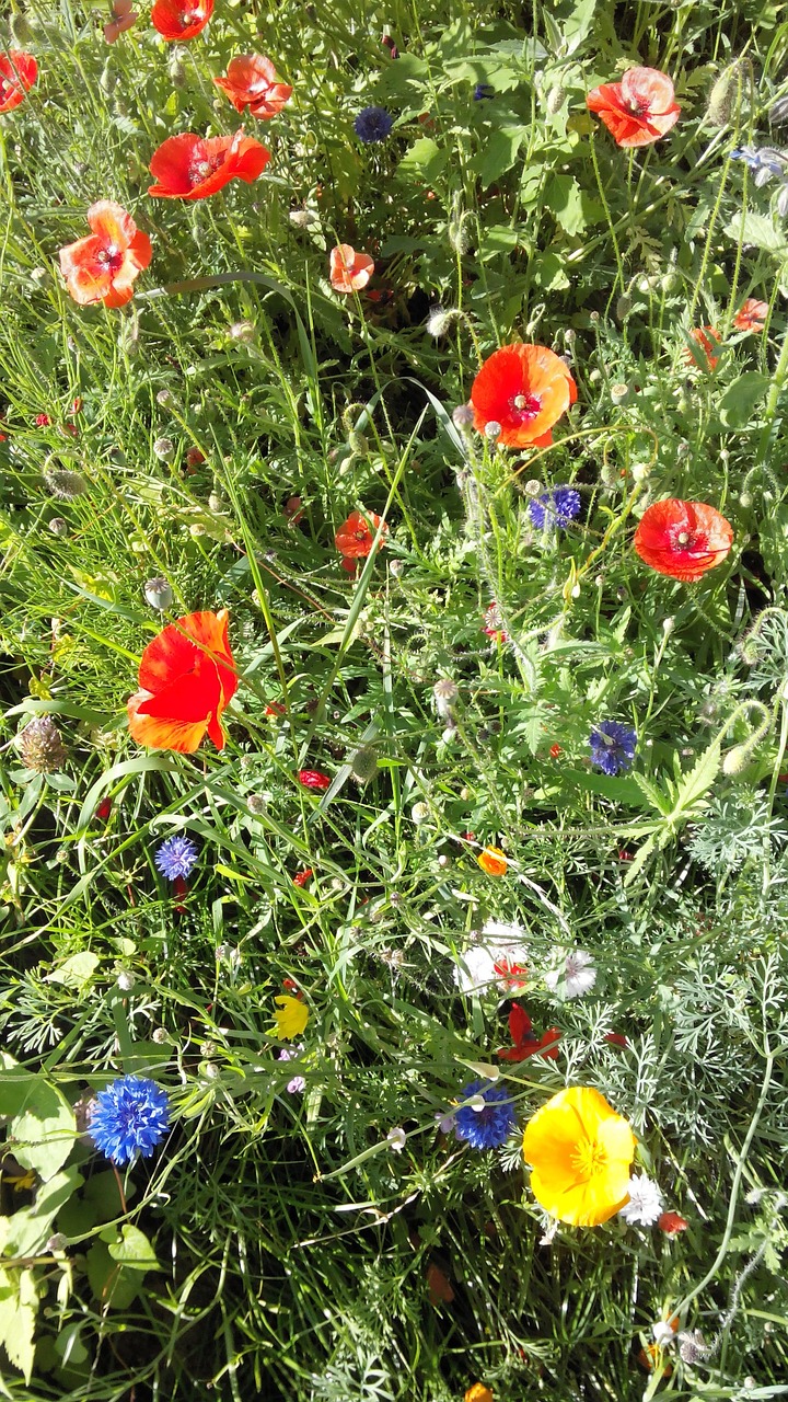 alpine meadow zhornovka free photo