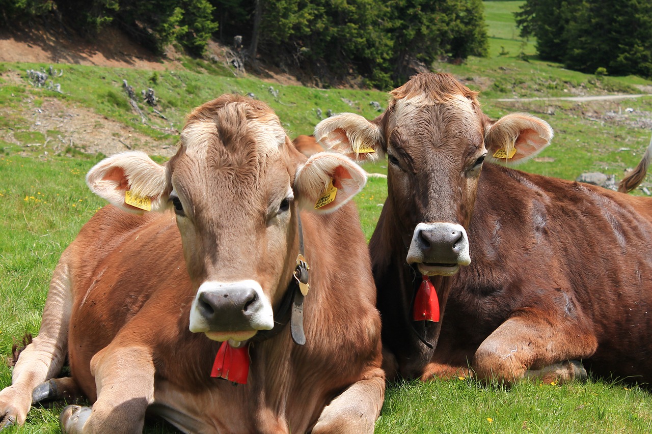 alpine alm cows free photo