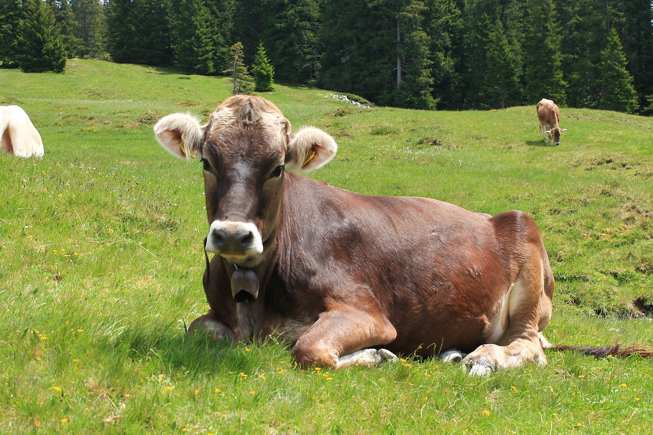 alpine alm cows free photo