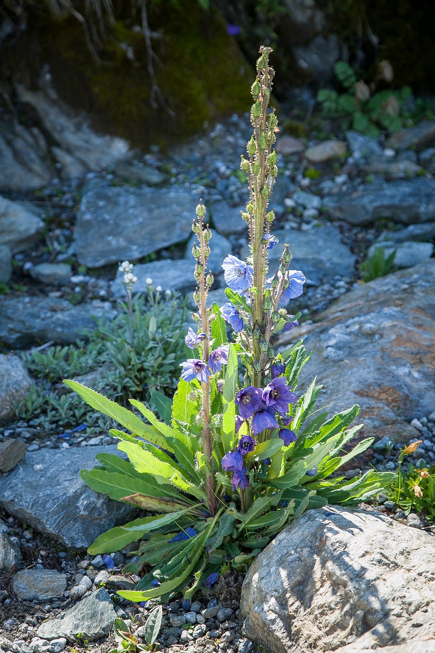 alpine flowers alpine flower free photo