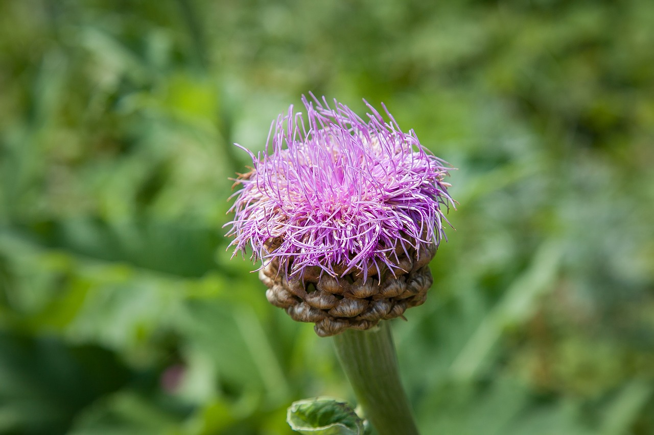 alpine flowers alpine flower free photo