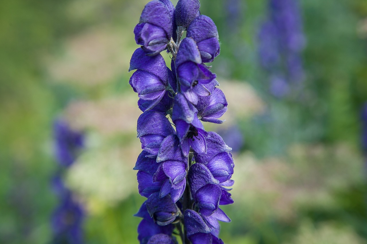 alpine flowers alpine flower free photo