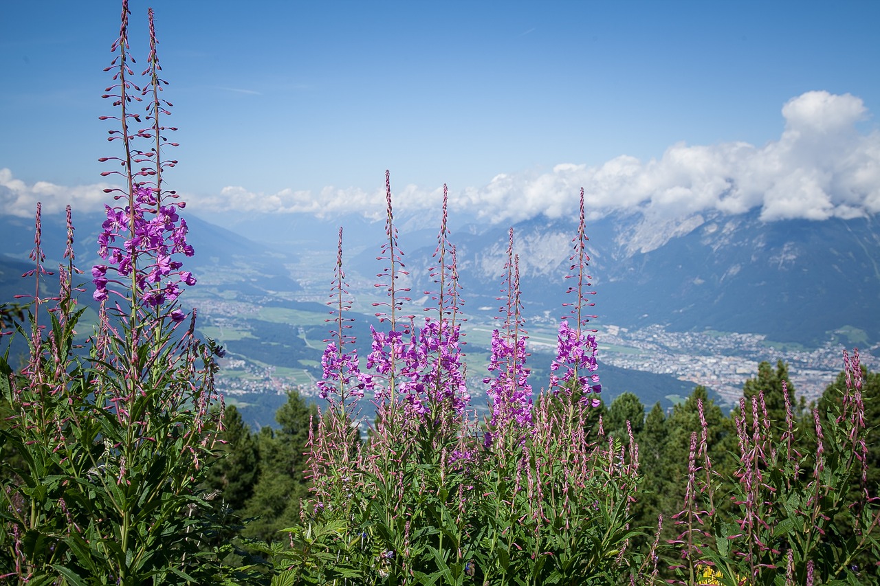 alpine flowers alpine flower free photo