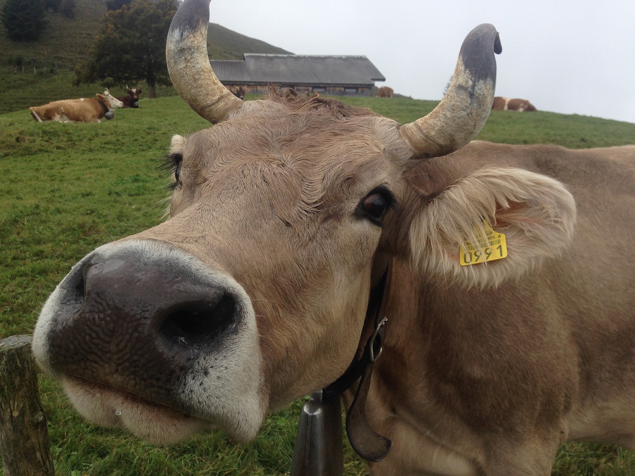 alpine pasture cow free photo