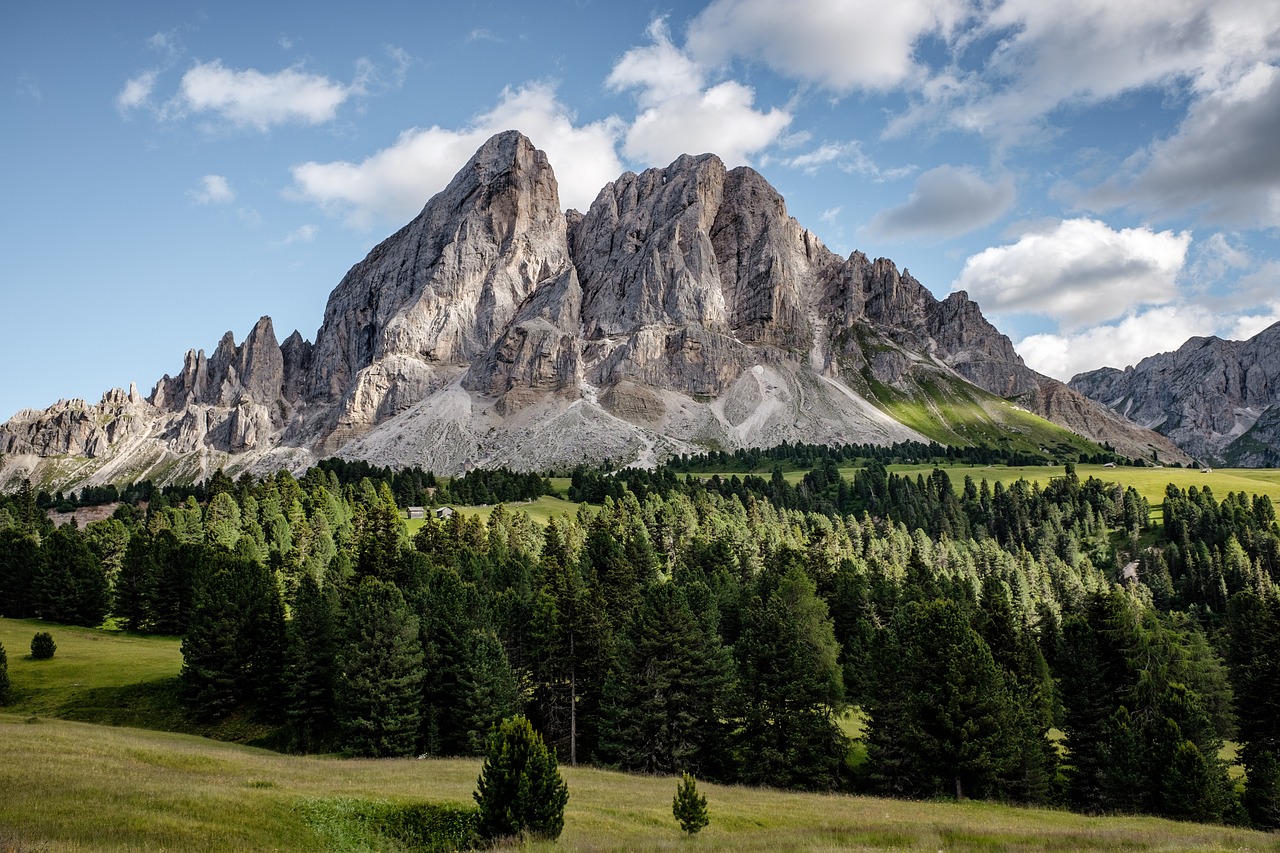 alpine conifer daylight free photo