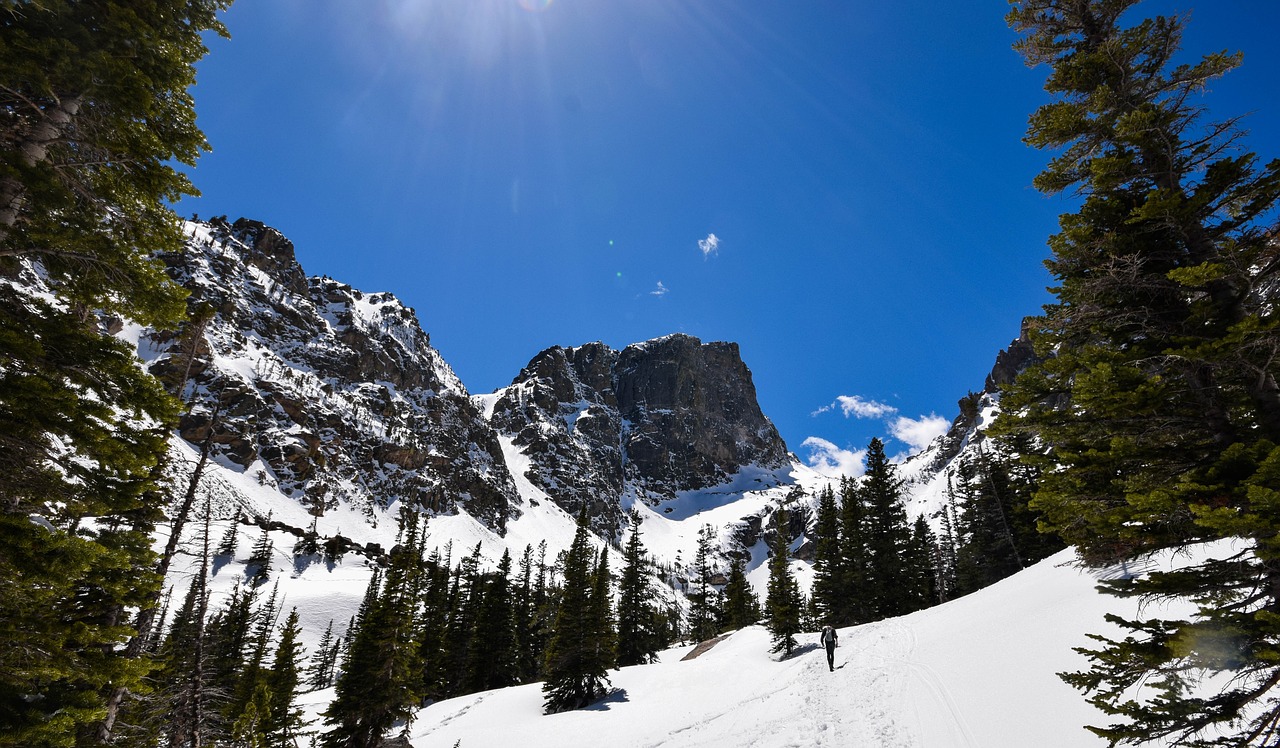 alpine cold conifer free photo