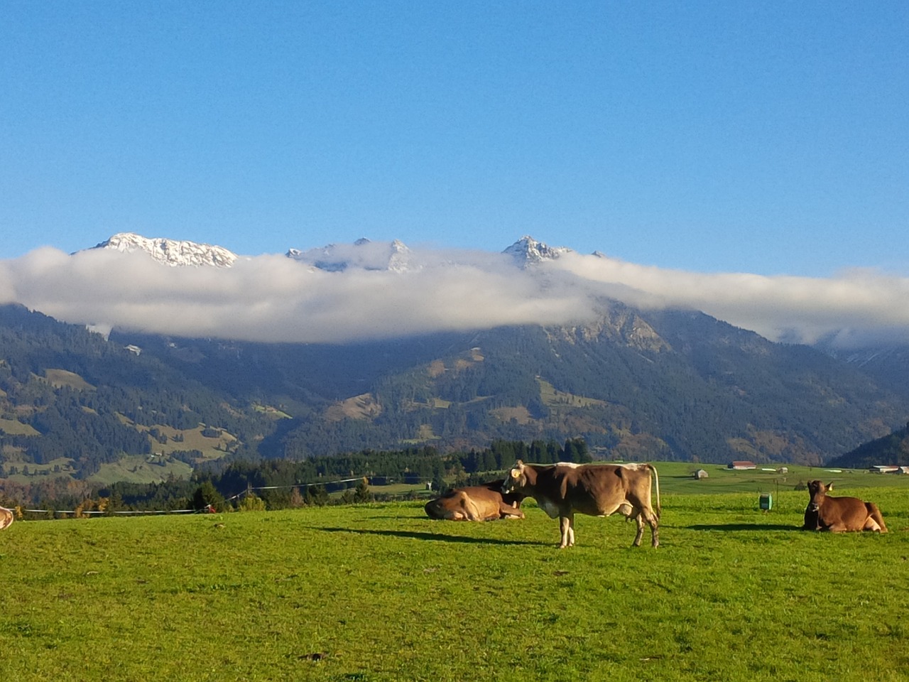 alpine cow mountains free photo